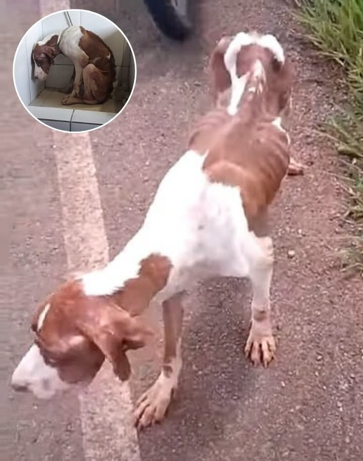 From Abandonment to Abundance: Sandy’s Heartwarming Journey to a Loving Family