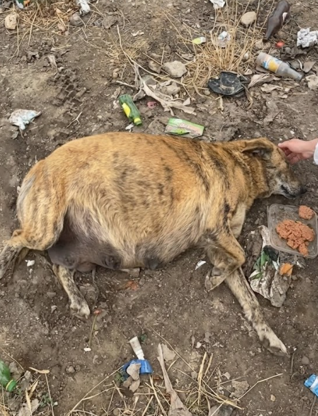 Dumped in the Trash Because Her Pregnancy Was “Too Messy”: The Exhausted Mama Dog Who Fought for Her Babies