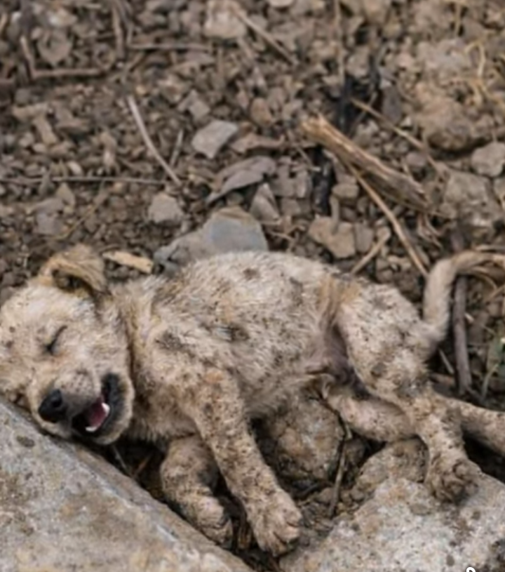 A Faint Breath by the Roadside: The Tiny Survivor Who Changed Everything