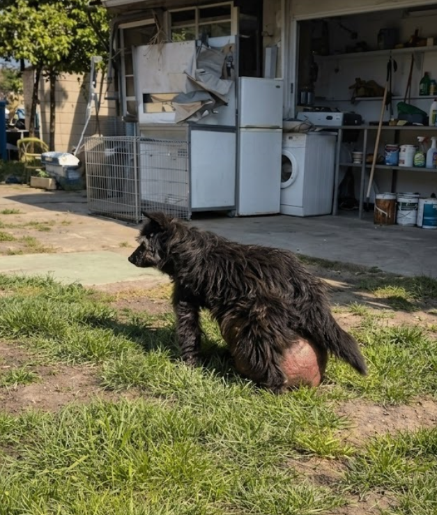 He Carried More Than His Body Could Handle — Yet He Refused to Stop Moving Forward