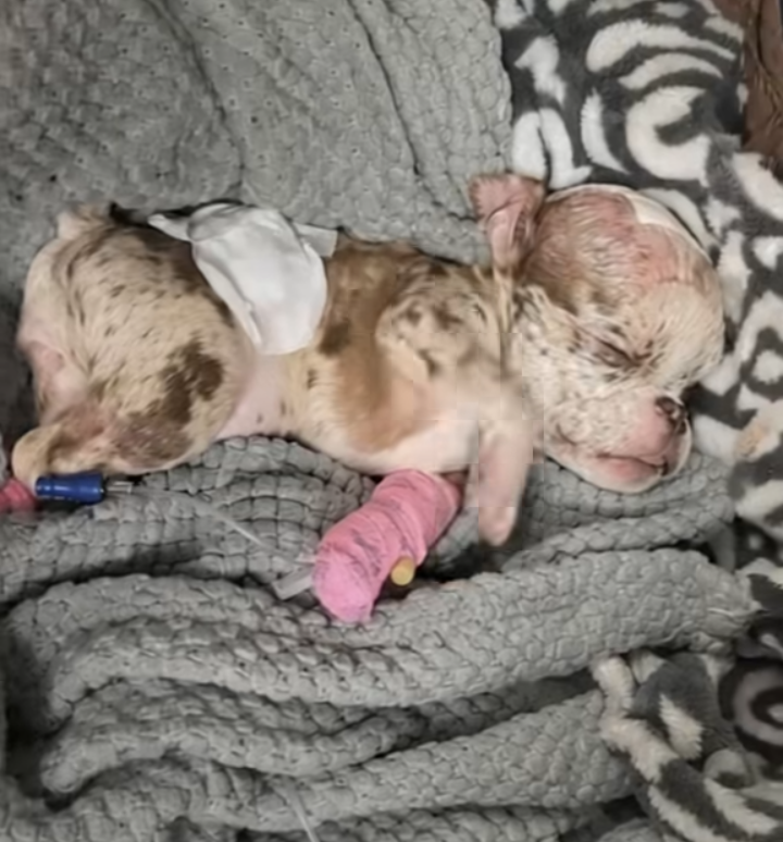 Left In The Freezing Rain, A Newborn Puppy Was Just Minutes Away From Fading