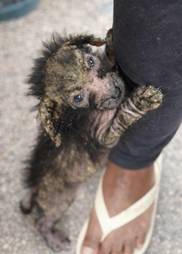 The Breeding Farm Had Closed Its Doors — But Dozens of Mothers and Puppies Were Still Trapped Inside
