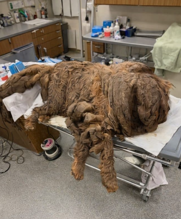 Peeling Back 32.5 Pounds of Sorrow to Reveal the Real Soul of a 95-Pound Gentle Giant