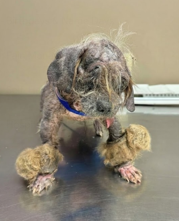 So Weak No Treatment Was Possible — But Compassion Kept Him Alive