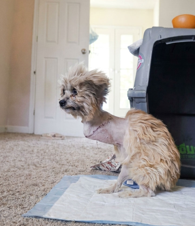 The Heartbreak At The Clinic Doors: How A Shattered Puppy Found Her Ultimate Will To Live