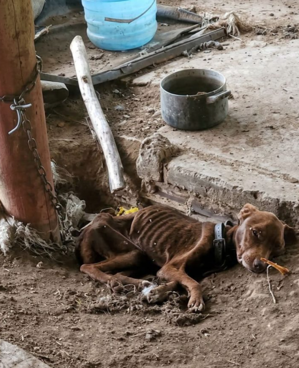 A Pet Shop Owner Left Him To Starve, But This Gentle Doberman Refused To Give Up