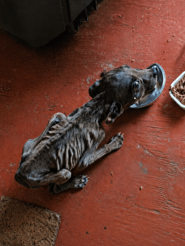They Believed the Tiny Puppy by the Road Had No Chance — Until One Small Tail Wag Proved Them Wrong