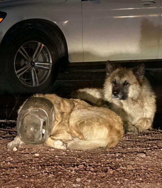 He Ran in Panic With a Plastic Trap Over His Head — But What He Did After Being Saved Left Everyone Speechless