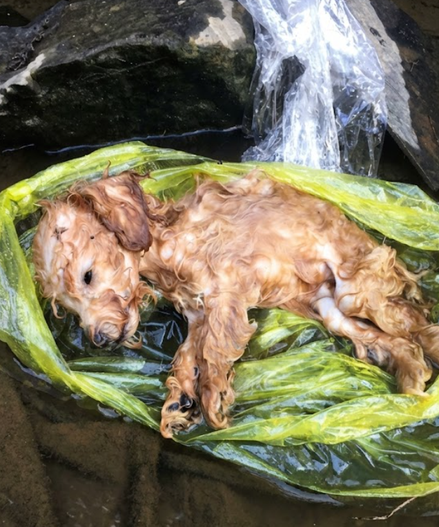 A Discarded Bag In A Sunbaked Ditch Held A Fragile Secret Someone Tried To Bury