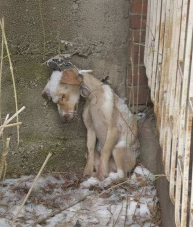 A Rusted Chain Could Not Break the Spirit of a Freezing Winter Dog