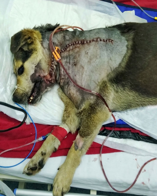 She Wagged Her Tail at a Stranger, Only to Be Left Fading in a Freezing Puddle