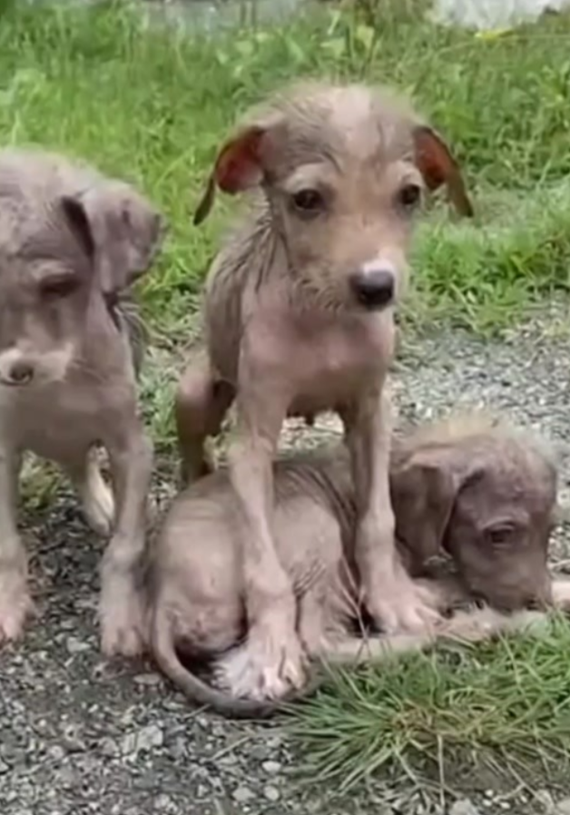 Three Frightened Puppies Hid in the Brush Until Help Finally Reached Them