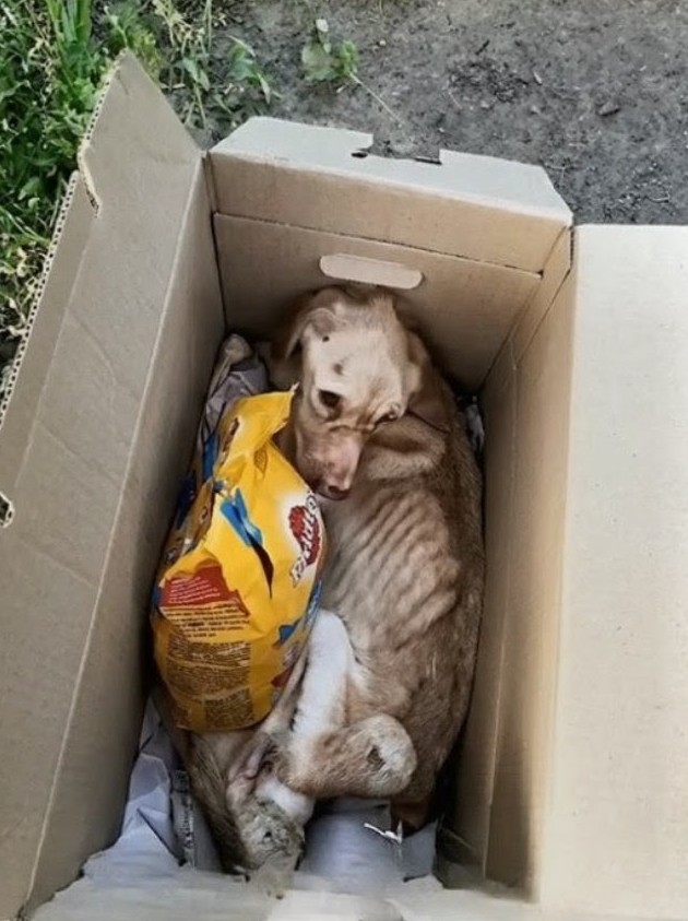 A Cardboard Box Hid a Dog Too Weak to Stand—Until Someone Looked Inside