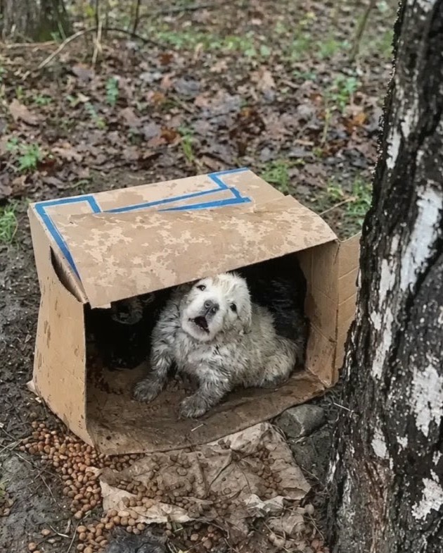 A Forgotten Box in the Forest Hid Two Puppies Waiting for Someone to Look Closer