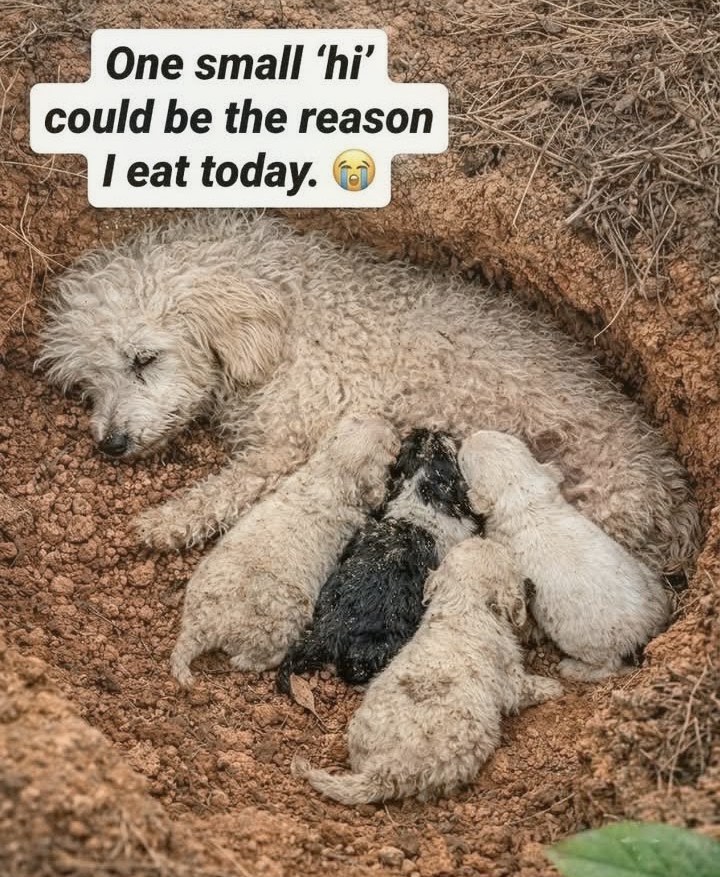 Puppies Thrive After Rescue from a Hidden Den Beneath a Tree