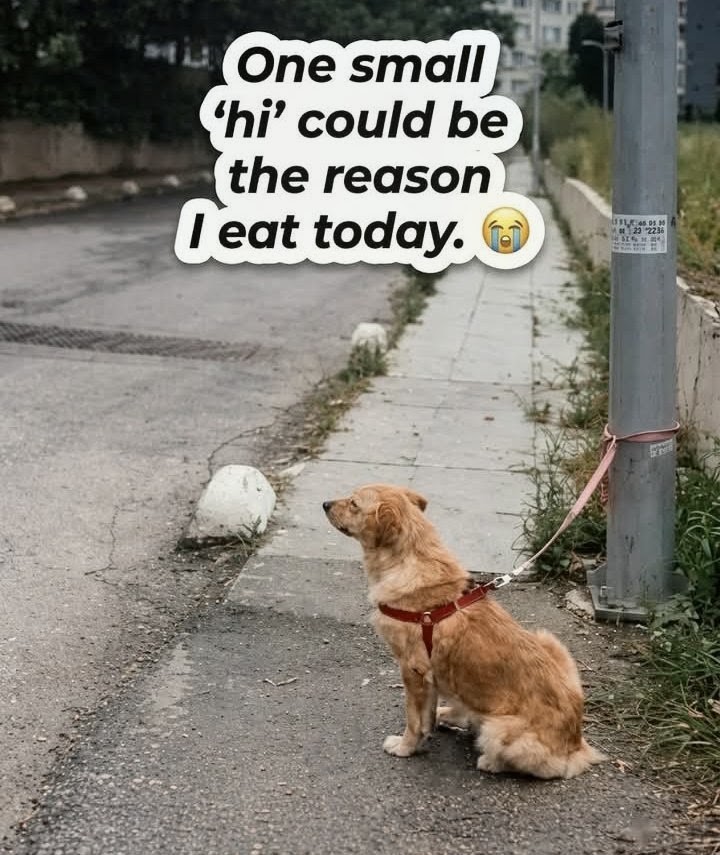 Four Hours of Waiting Before a Golden Retriever Finds Hope