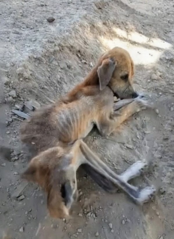 Milo Was Too Weak to Leave the Dirt, but He Still Looked Up When Help Arrived