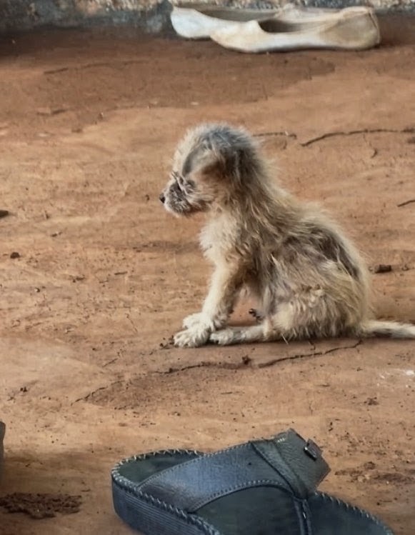 A Puppy Smaller Than a Shoe Waited in the Dirt Until a Hand Reached Down