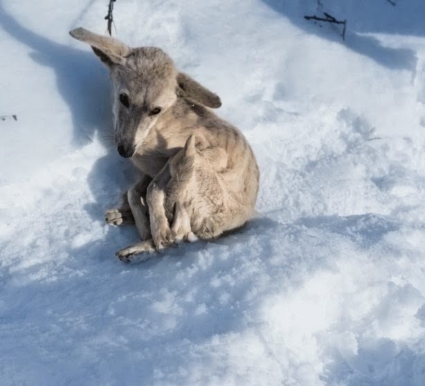 Left Out in –21°C—Izya’s Long Road From the Snow to a Safe Home