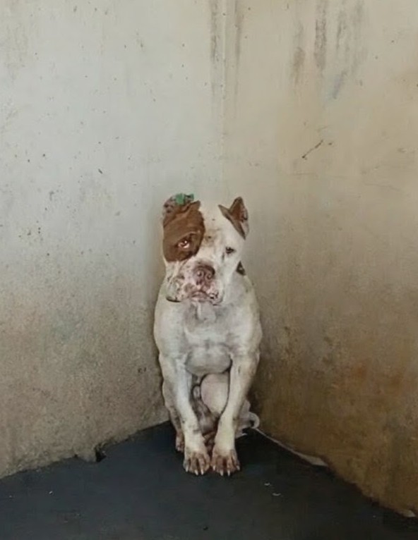 Rescue Team Finds Ozgur Living in Isolation and Longing for Care