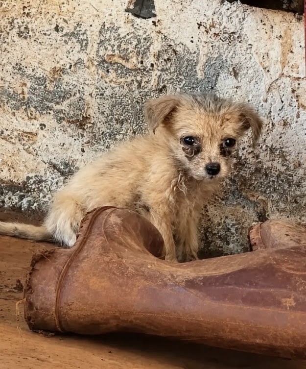Milo Found Comfort Beside an Old Shoe Before His Life Finally Began to Change
