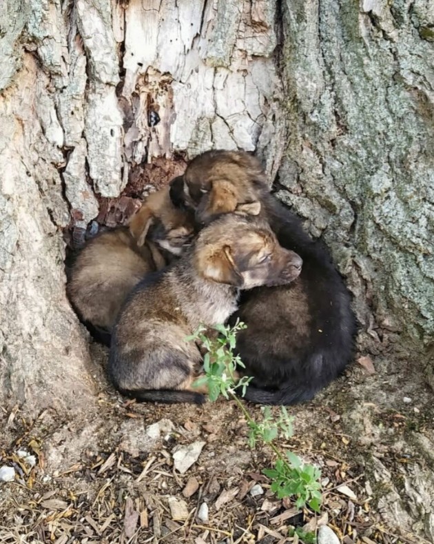 Three Orphaned Puppies Rescued from Abandonment Under a Tree
